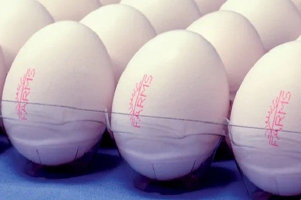 Egg