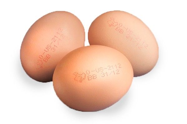Egg